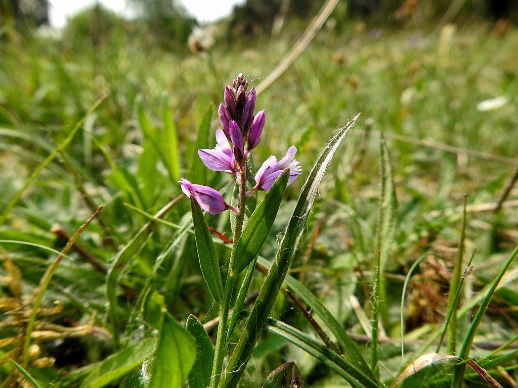 Gewone Vleugeltjesbloem [14576] 13-mei-2018 (Vechtdal, Arrien).jpg - Gewone vleugeltjesbloem [Polygala vulgaris]